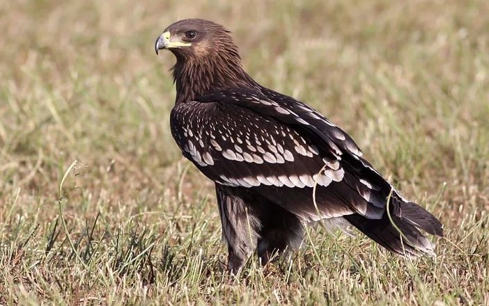 Большой подорлик Aquila clanga Pallas, 1811 - Птицы (Aves) - Разделы -  Красная книга Оренбургской области