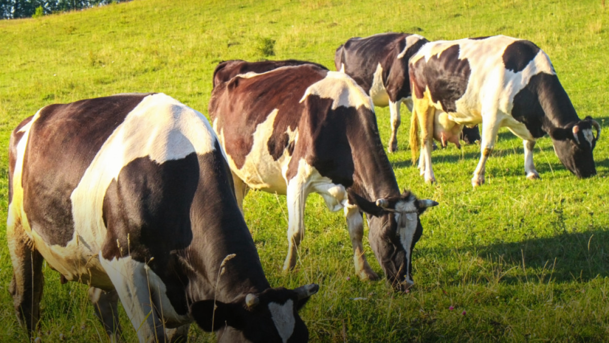 АШМ-де сиыр еті экспортына енгізілген шектеулер түсіндірілді